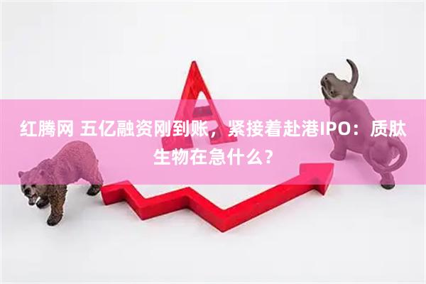 红腾网 五亿融资刚到账，紧接着赴港IPO：质肽生物在急什么？